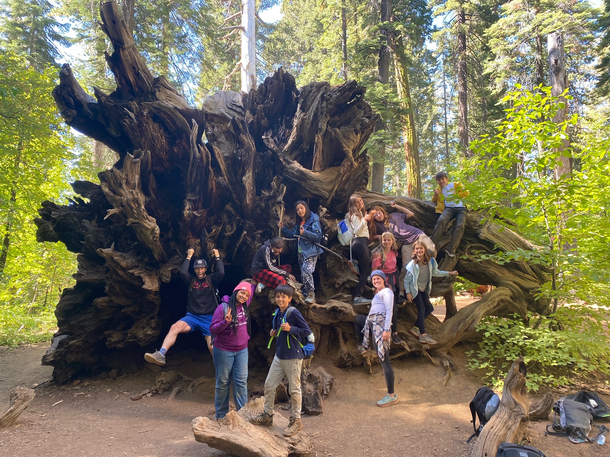 Students climbing over the root ball of a fallen redwood on a forest field trip